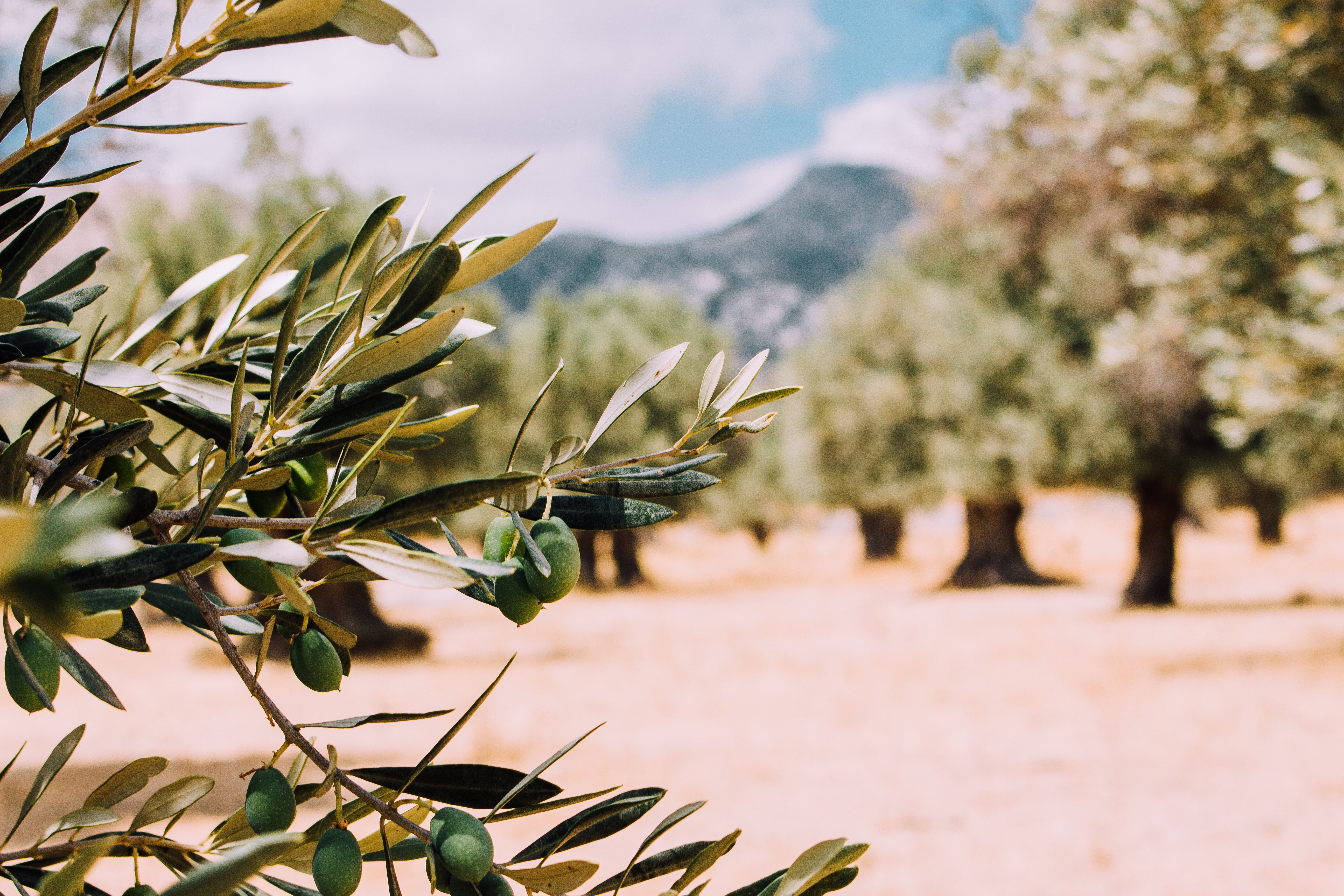 Olives on the branch of a blessed tree